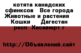 котята канадских сфинксов - Все города Животные и растения » Кошки   . Дагестан респ.,Хасавюрт г.